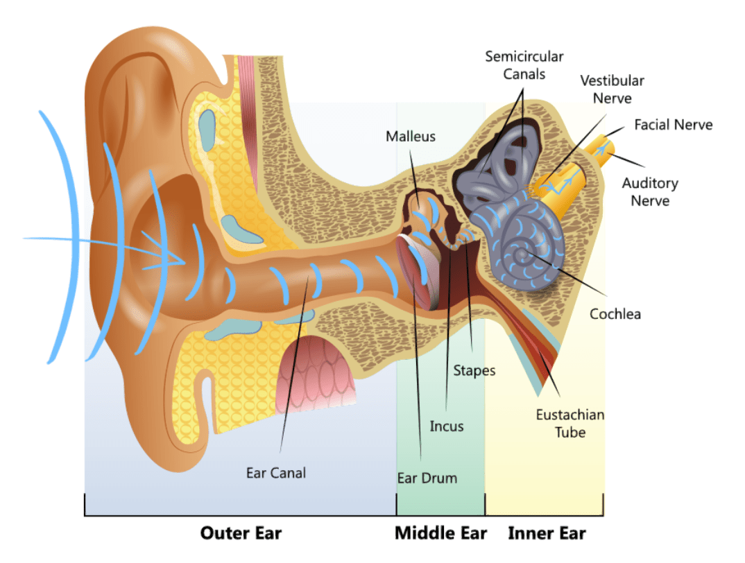 etiology of auditory neuropathy spectrum disorder